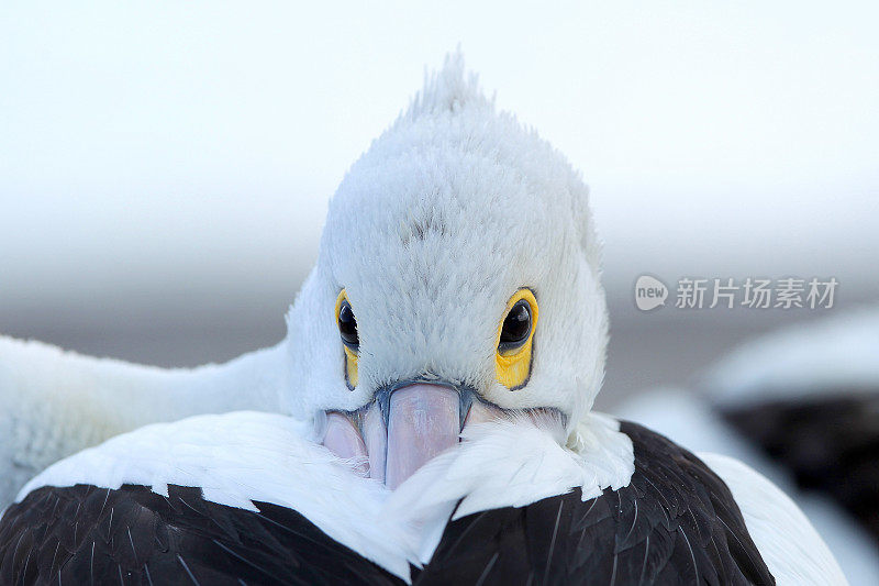 鹈鹕(Pelecanus conspicillatus)